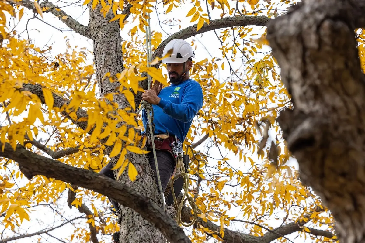 Skilled Dead Tree Removal crew working in Lansing
